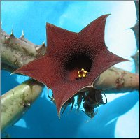 Huernia Sp Nova Dp 7803 A Yemen